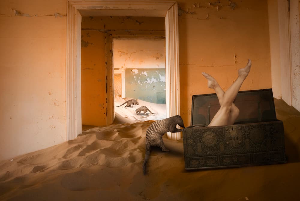 Mongoose with Buried Legs by Christine von Diepenbroek — canvas wall art