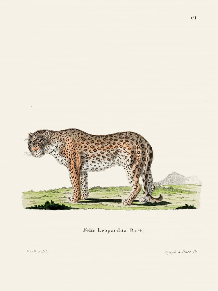 Leopard By Johann Andreas Wagener by Johann Christian Daniel Von Schreber — canvas wall art