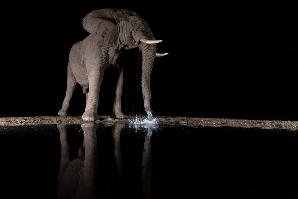 Night Elephant Drink by Alessandro Catta — canvas wall art