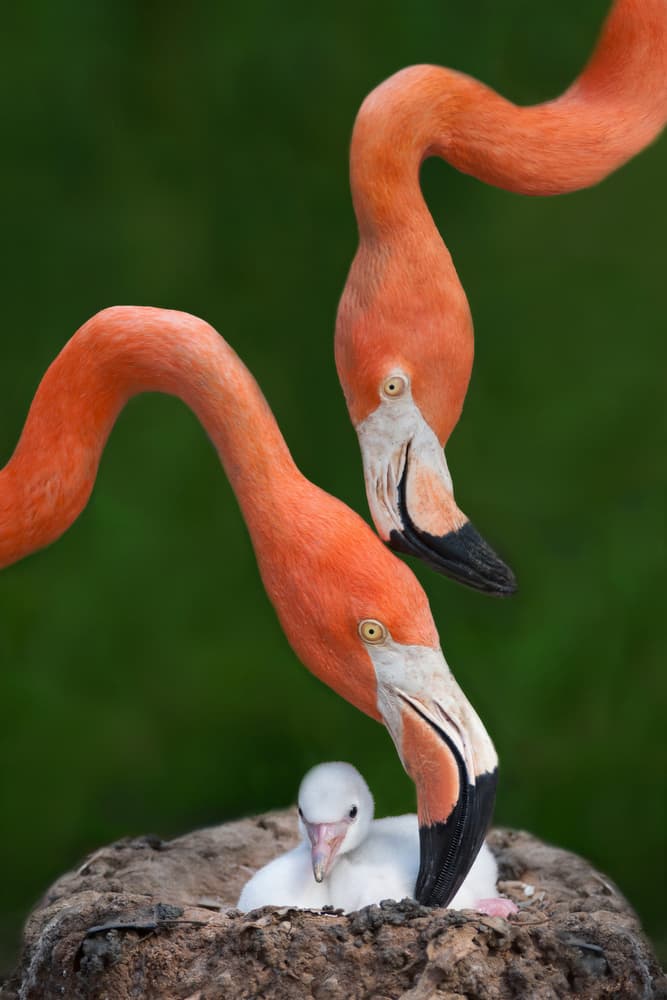 Flamingo Family Nest by Xavier Ortega — canvas wall art