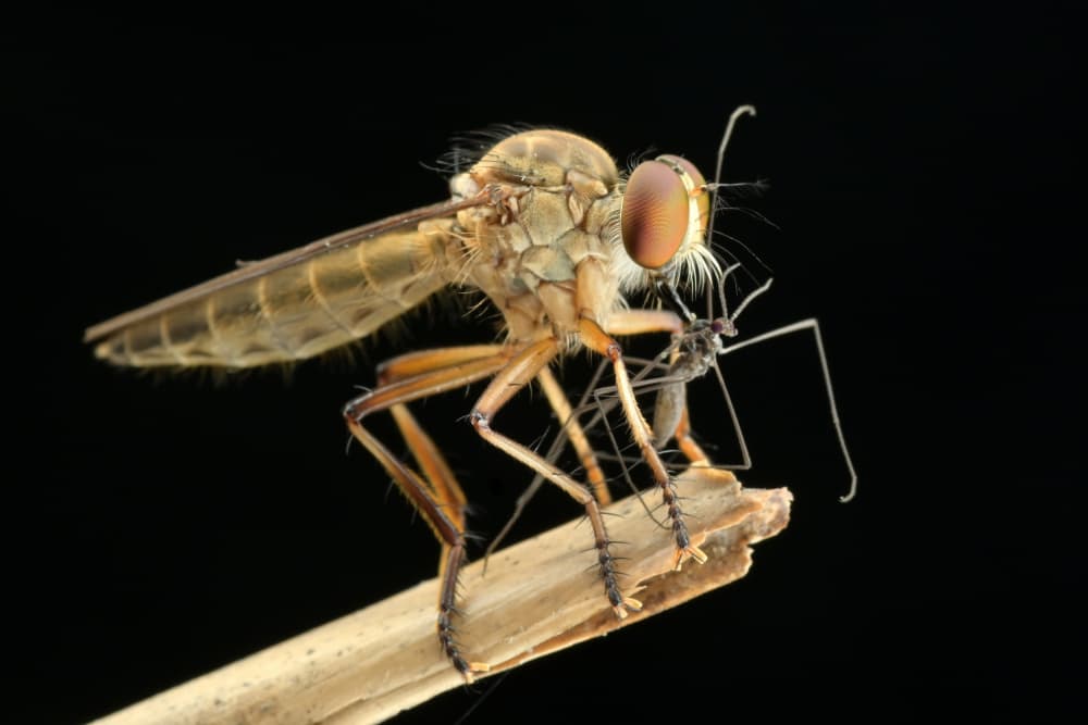 Robber Fly Eating Mosquito by Rawisyah Aditya — canvas wall art