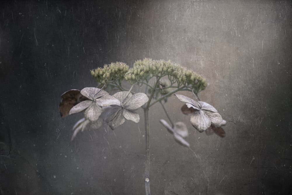 Subtle Dried Flowers by Takashi Suzuki — canvas wall art