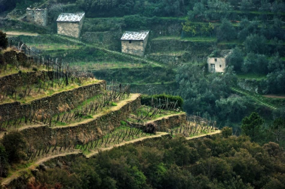 Terraced Vineyards Hillside Homes by Jure Kravanja — canvas wall art