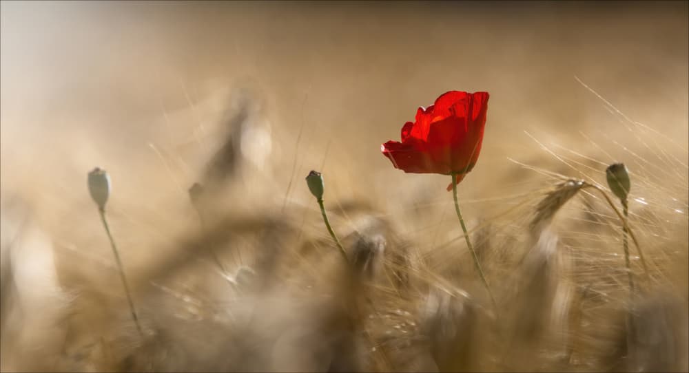 Red Poppy In Wheat by Chris Coenders — canvas wall art
