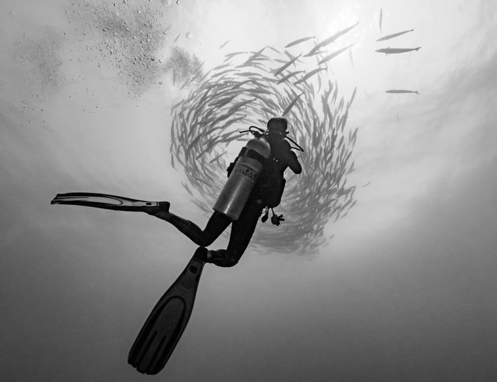 Diver Among Barracuda by Serge Melesan — canvas wall art