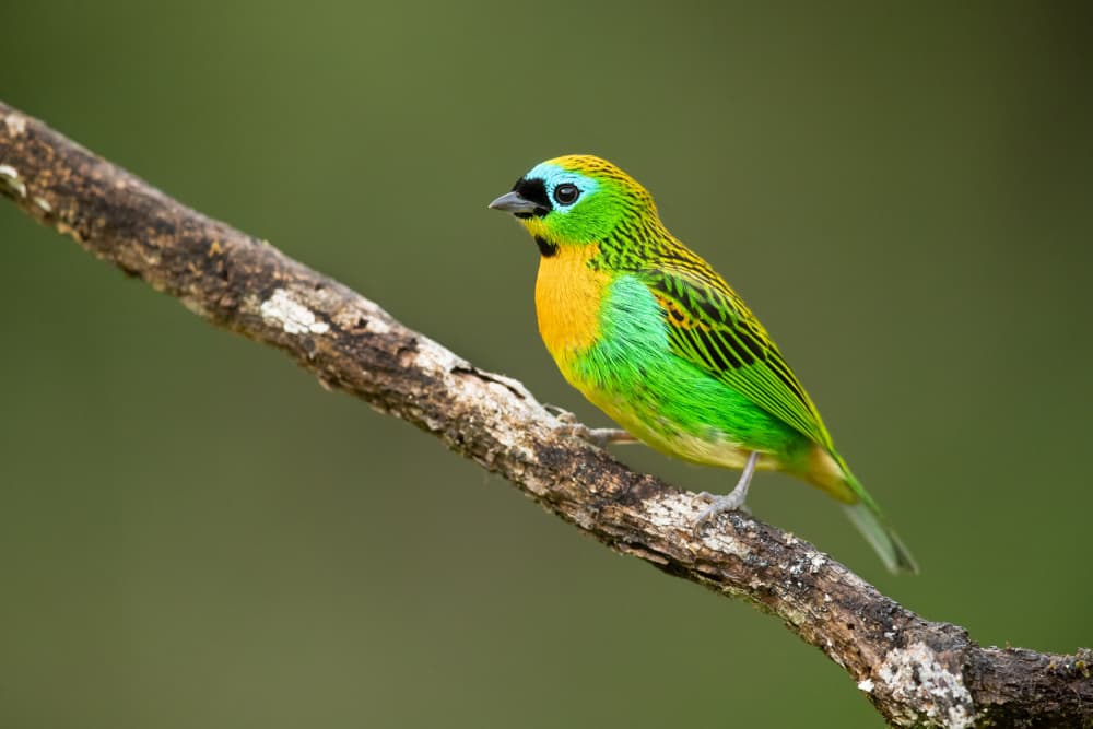Vibrant Tropical Bird by Milan Zygmunt — canvas wall art