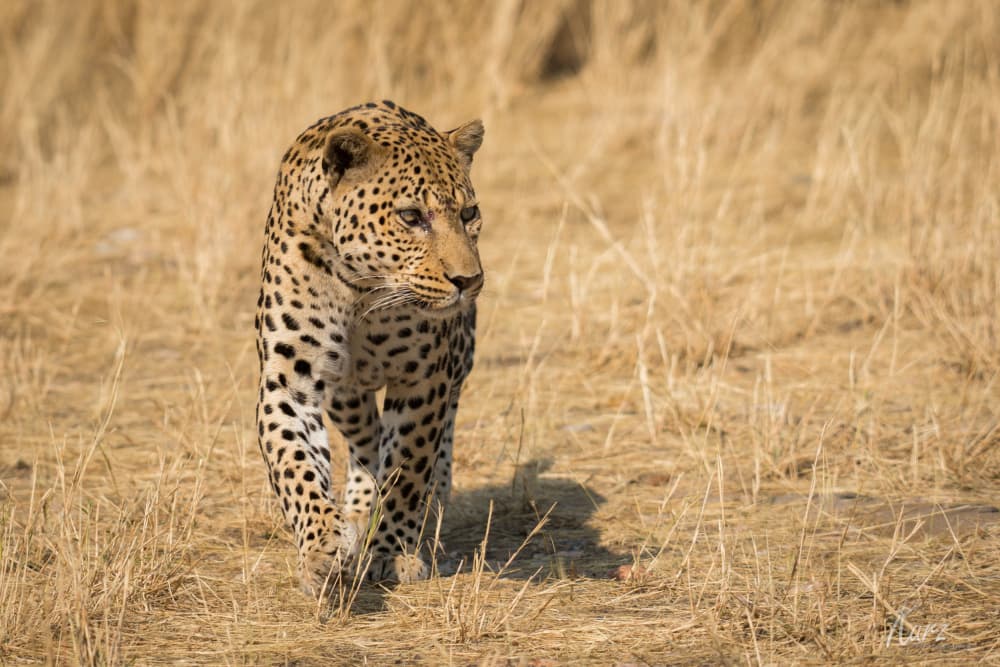 Savanna Leopard Stroll by Christian Kurz — canvas wall art