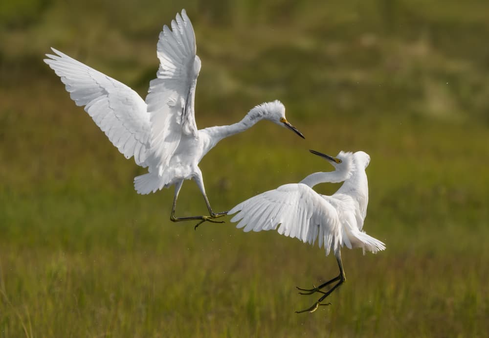 Dynamic Egret Encounter by Xiaobing Tian — canvas wall art