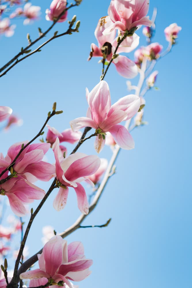 Pink Magnolia Blossoms by Javier Pardina — canvas wall art