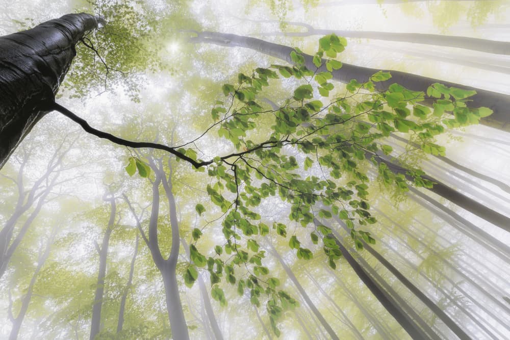 Misty Forest Canopy by Tom Pavlasek — canvas wall art