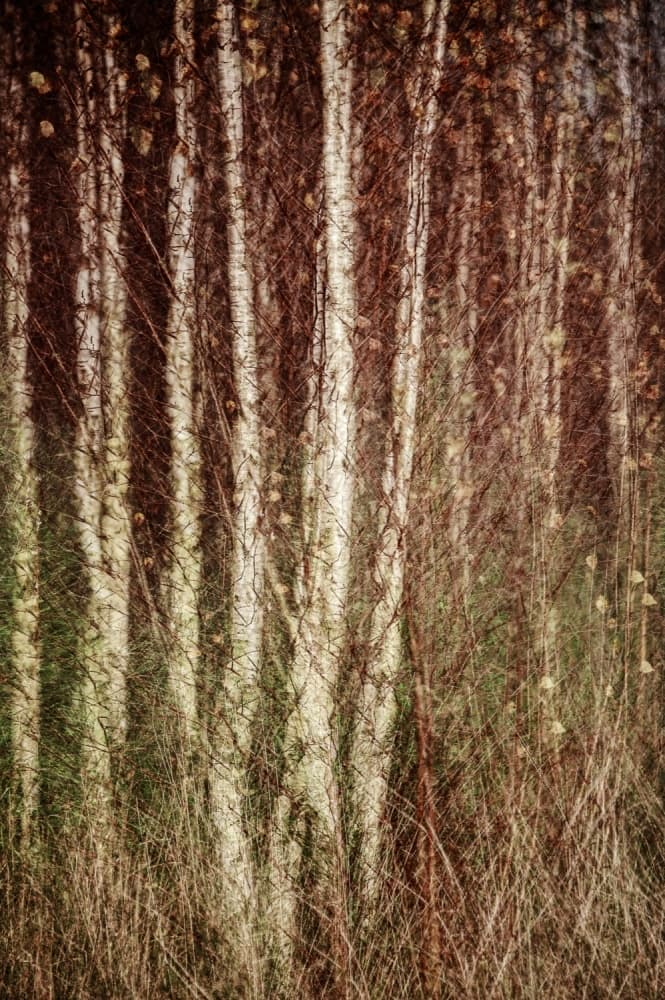 Dreamy Birch Forest by Hilde Ghesquiere — canvas wall art