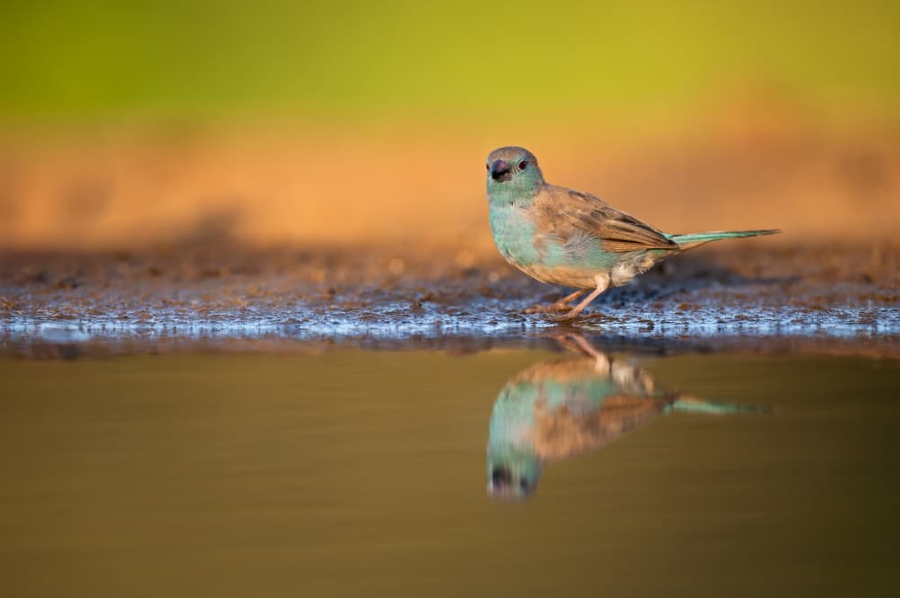 Small Bird Reflection by Marco Pozzi — canvas wall art