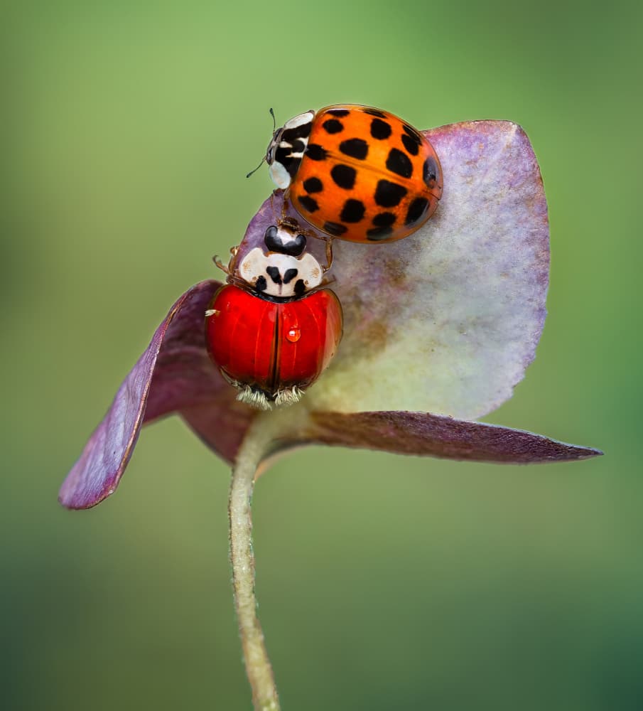 Ladybug Pair On Leaf by Atul Saluja — canvas wall art