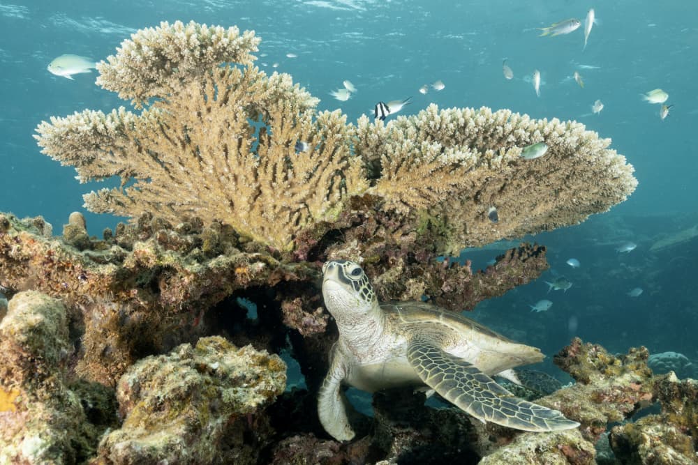 Green Sea Turtle Reef by Serge Melesan — canvas wall art