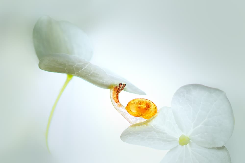 Snail's Petal Journey by Sophie Pan — canvas wall art