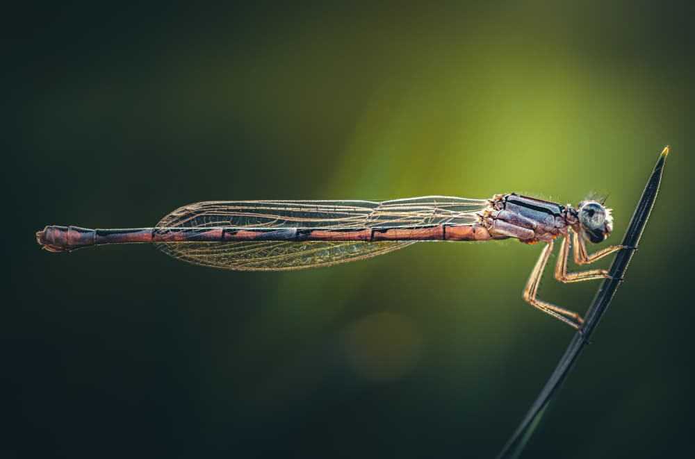 Delicate Damselfly Perched by Atul Saluja — canvas wall art