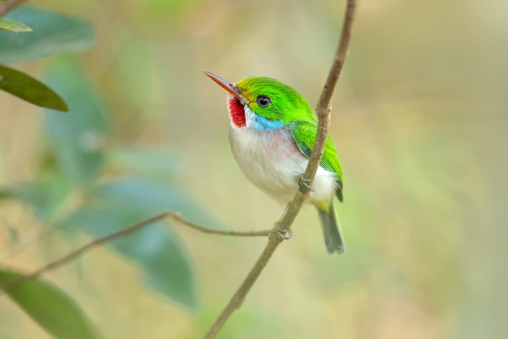 Vibrant Green Bird by Milan Zygmunt — canvas wall art