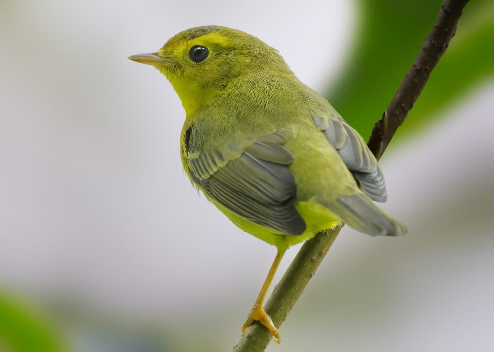 Yellow Green Warbler Perched by Robert Zhang — canvas wall art