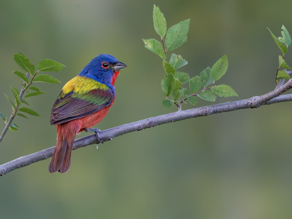 Vibrant Painted Bunting by Jacob (Jian) Xu — canvas wall art