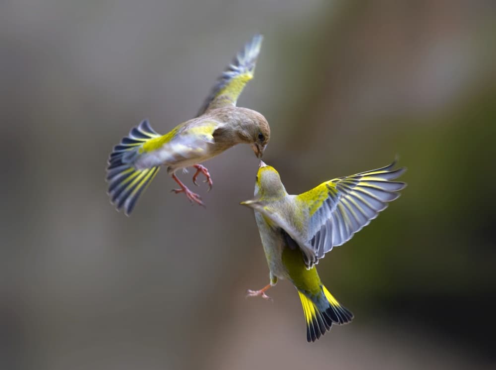 Green Birds Feeding by Marco Redaelli — canvas wall art