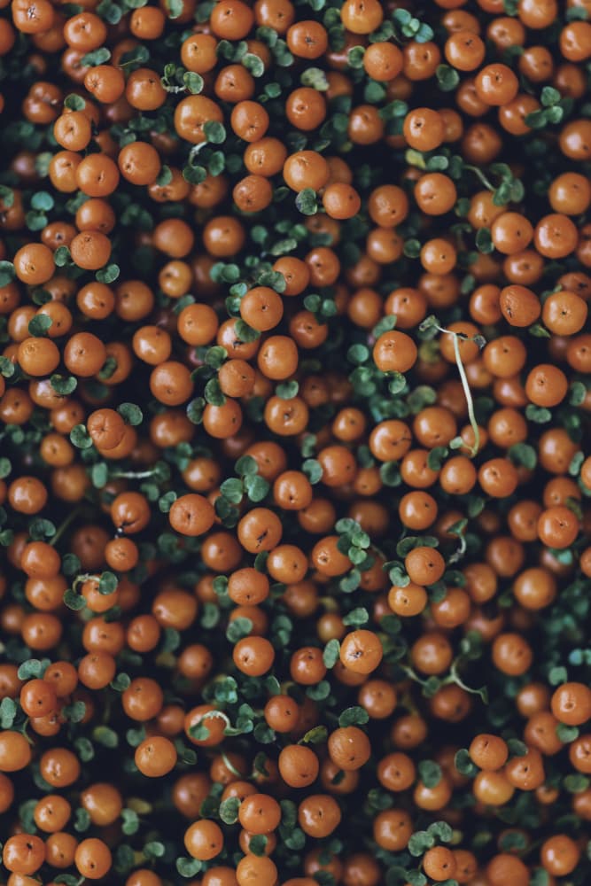 Vibrant Orange Berries by Javier Pardina — canvas wall art