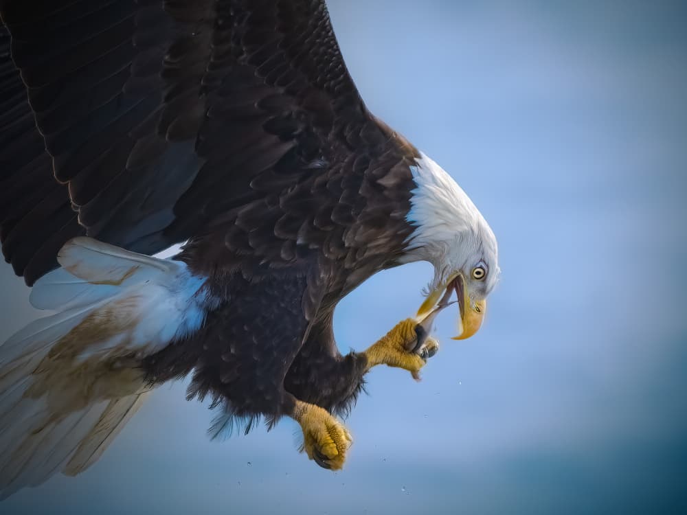 Fierce Bald Eagle by Robert Zhang — canvas wall art