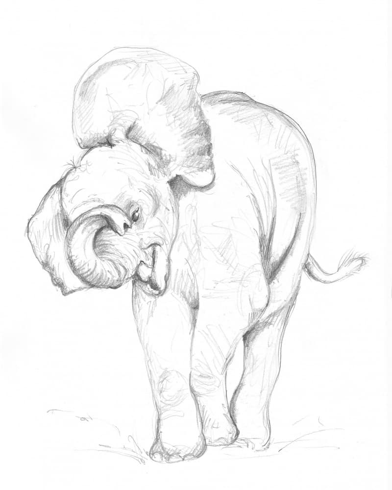 Baby Elephant 02 by Isabelle Brent — canvas wall art