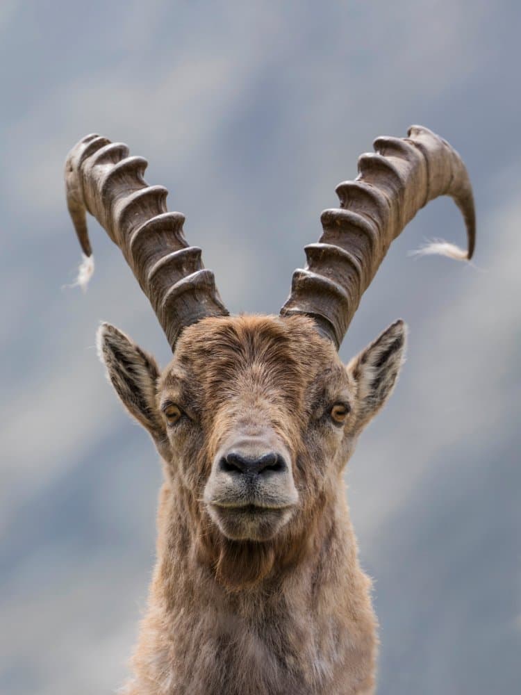Majestic Alpine Ibex by Paolo Bolla — canvas wall art