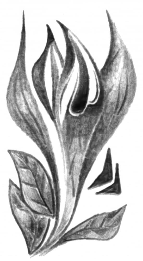 Elegant Botanical Sketch by Kulik — canvas wall art