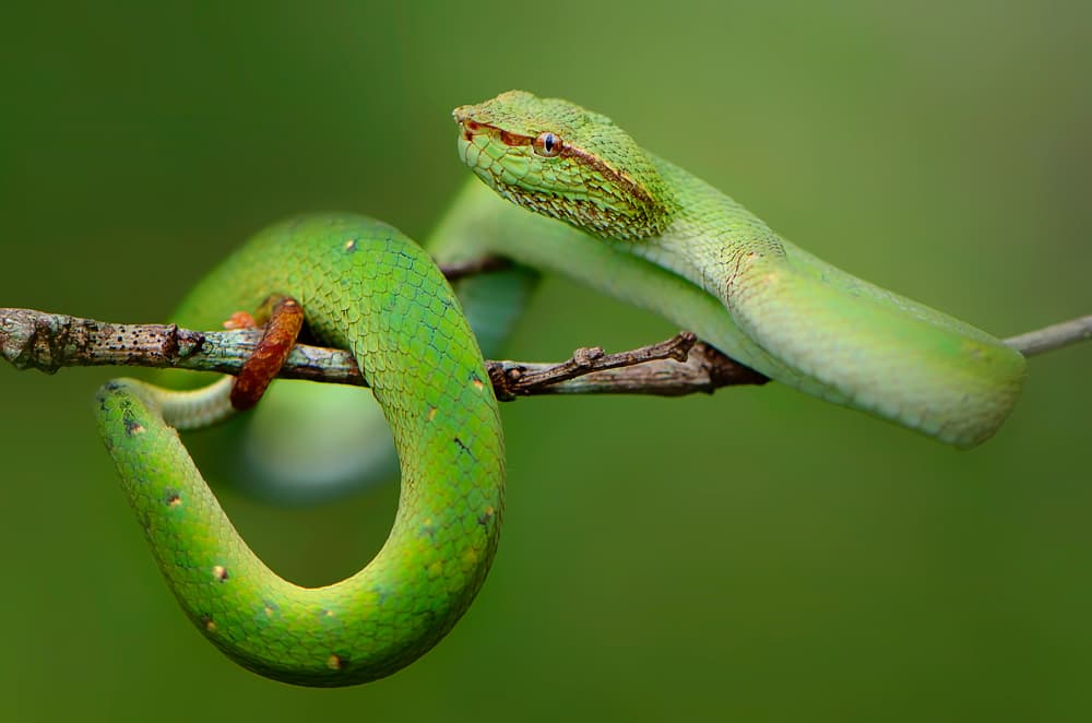 Vibrant Green Tree Viper by Rooswandy Juniawan — canvas wall art