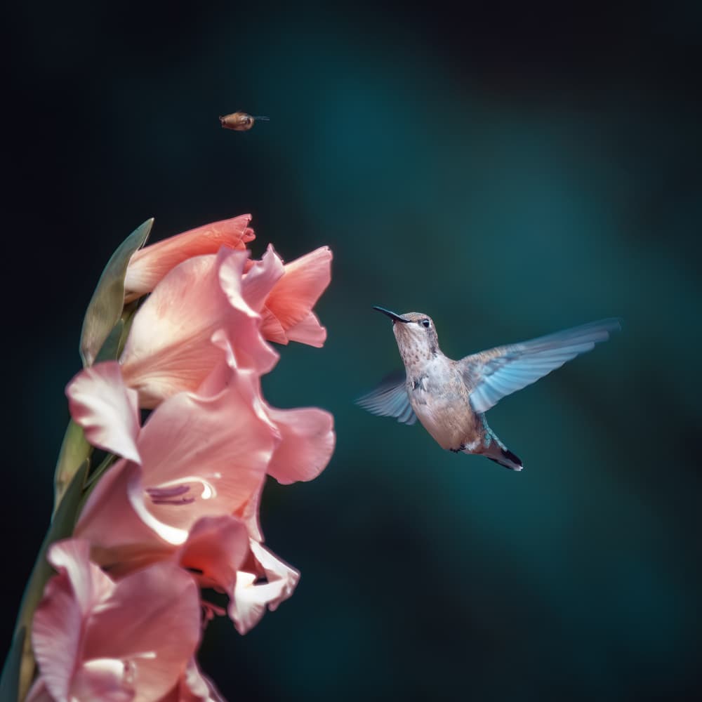 Hummingbird Pink Gladiolus by John-Mei Zhong — canvas wall art
