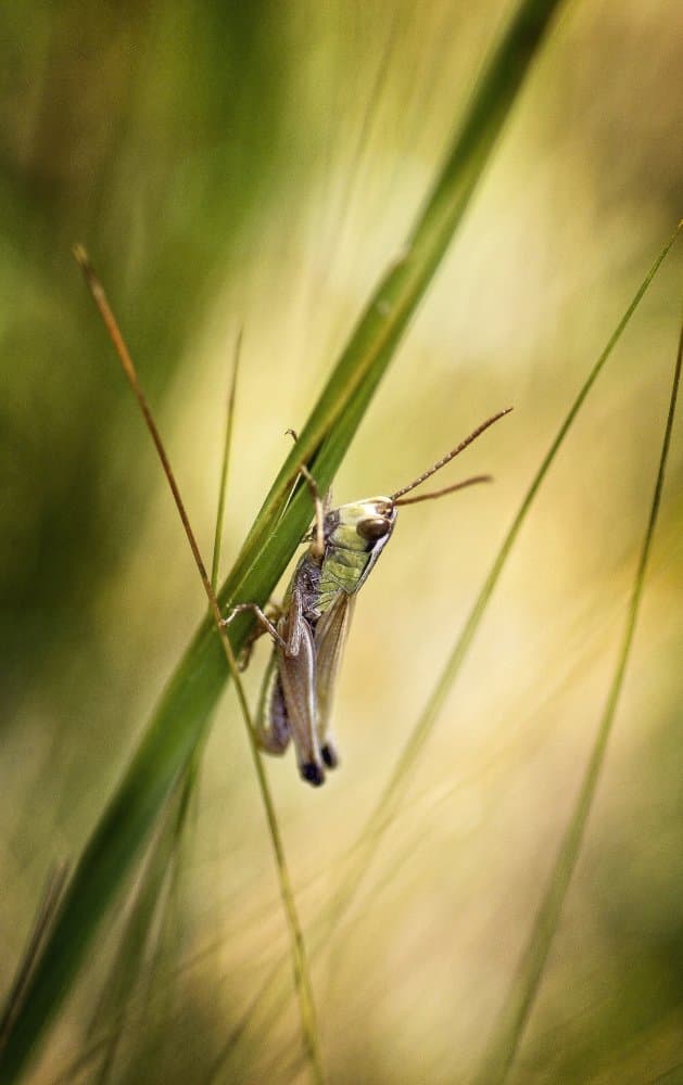 Grasshopper on Green Blade by Anna Cseresnjes — canvas wall art