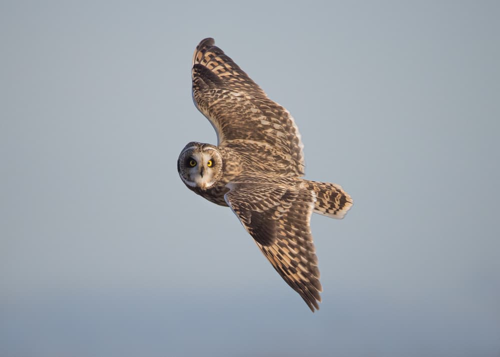 Watchful Owl Soaring by Tony Xu — canvas wall art