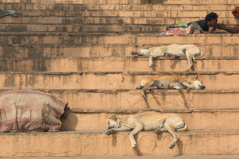 Sunlit Steps Resting Dogs by Jurij Bizjak — canvas wall art