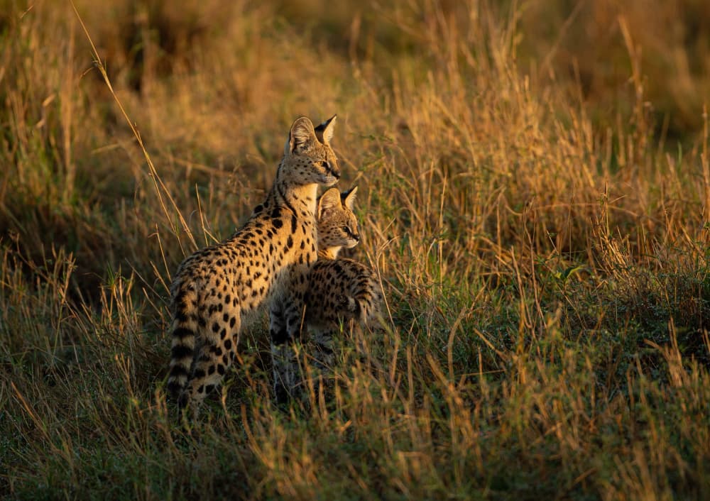Serval Mother and Cub by Jaco Marx — canvas wall art