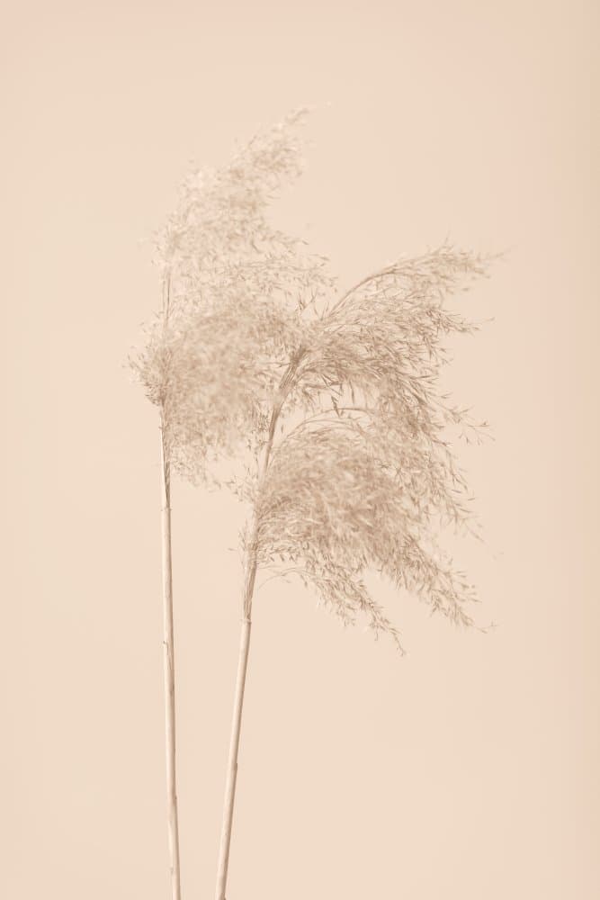 Minimal Pampas Grass by Pictufy Studio III — canvas wall art
