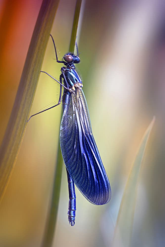 Iridescent Blue Damselfly by Fabrizio Daminelli — canvas wall art