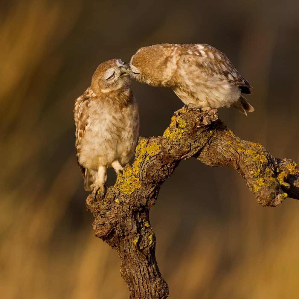 Sweet Owl Kiss by David Manusevich — canvas wall art