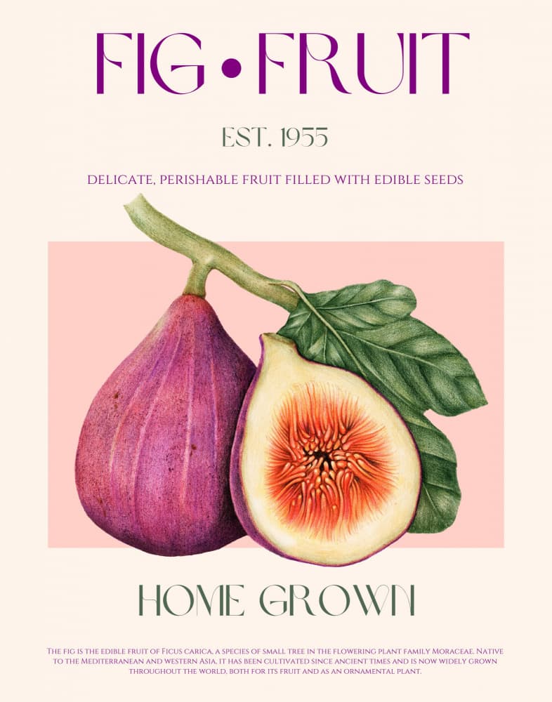 Home Grown Figs by Nazma Khokhar — canvas wall art