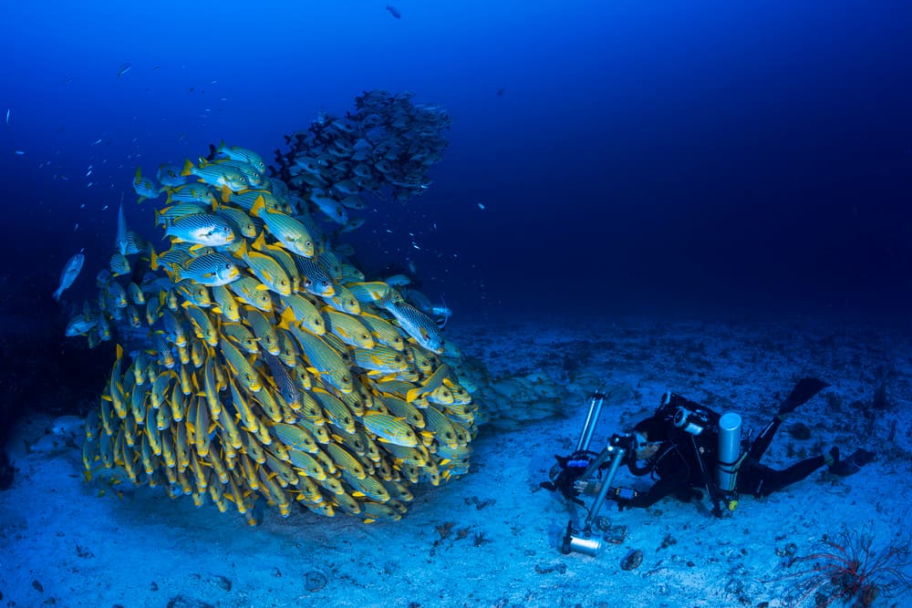 Ocean Fish Encounter by Barathieu Gabriel — canvas wall art