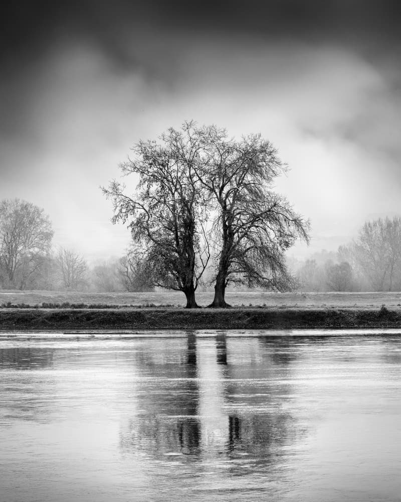 Misty River Trees by George Digalakis — canvas wall art