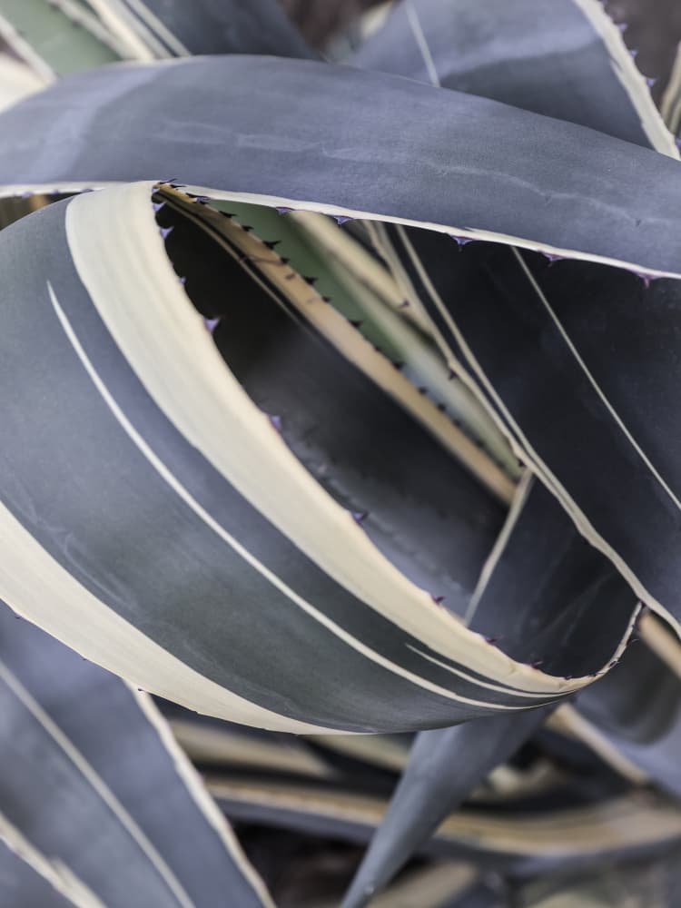 Agave Whorls by Shot by Clint — canvas wall art