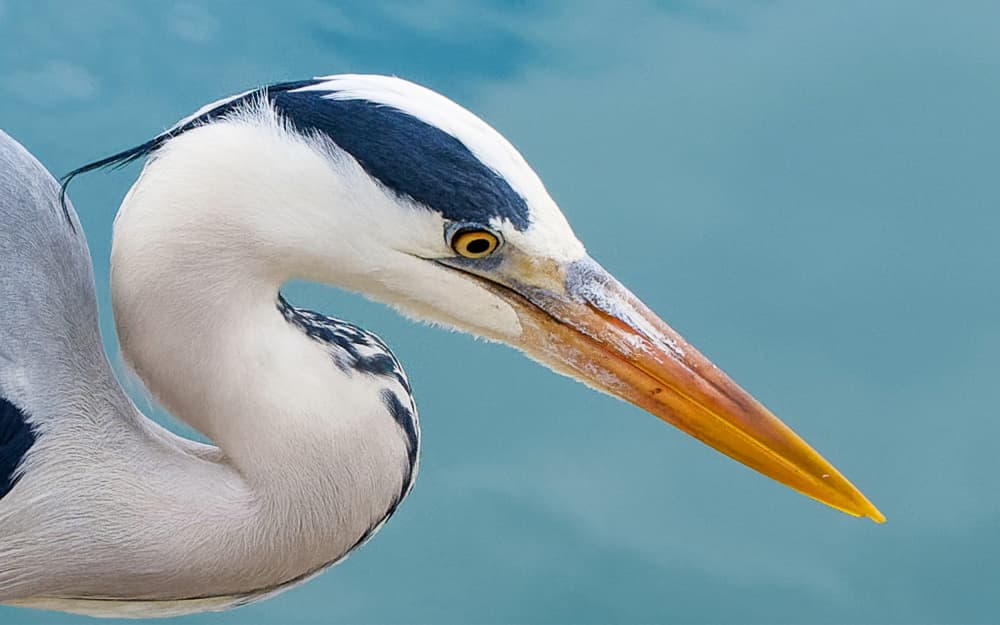 Elegant Heron's Gaze by Isabelle DUPONT — canvas wall art