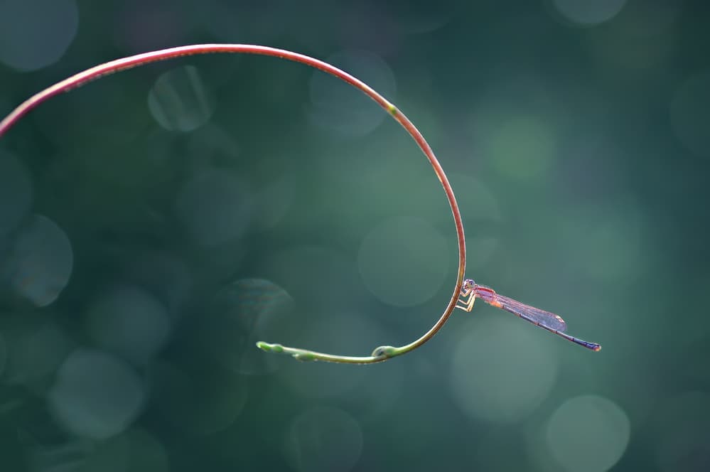Damselfly on a Gentle Curve by Edy Pamungkas — canvas wall art