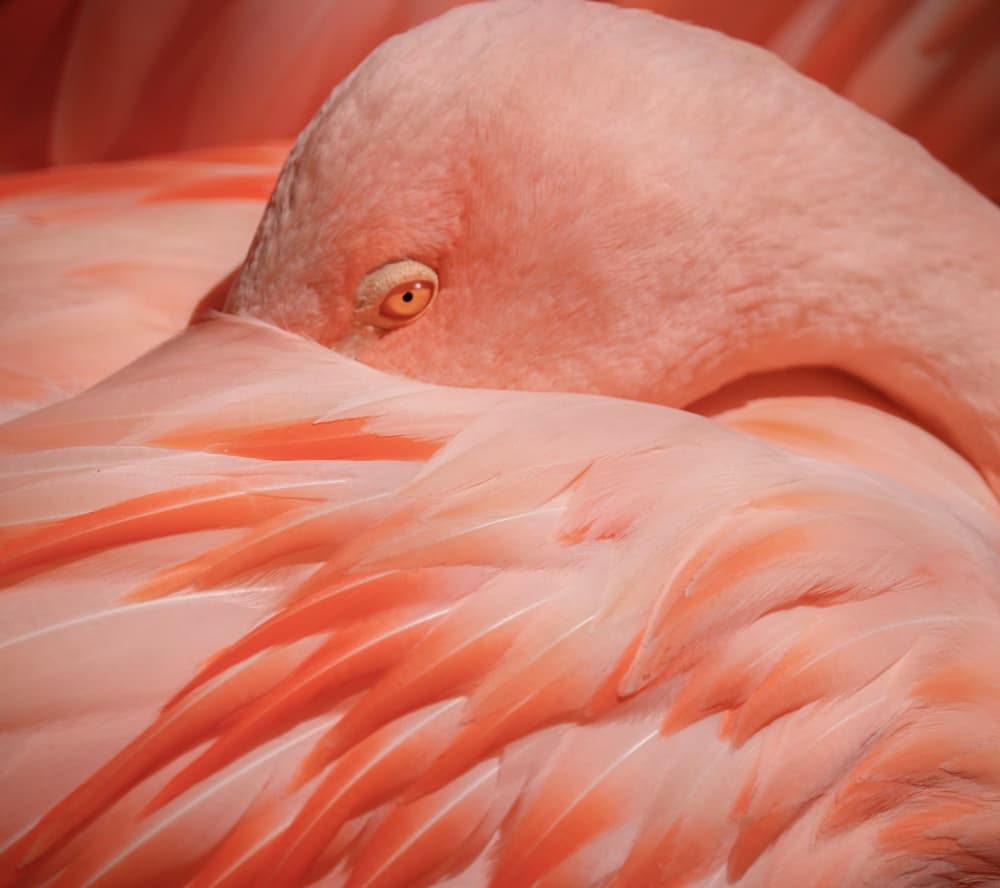 Portrait of a Pink Flamingo by Robin Wechsler — canvas wall art