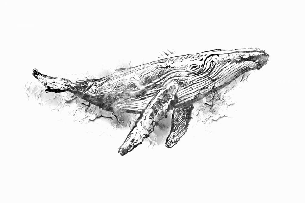 Humpback Whale Sketch by Rafal Kulik — canvas wall art