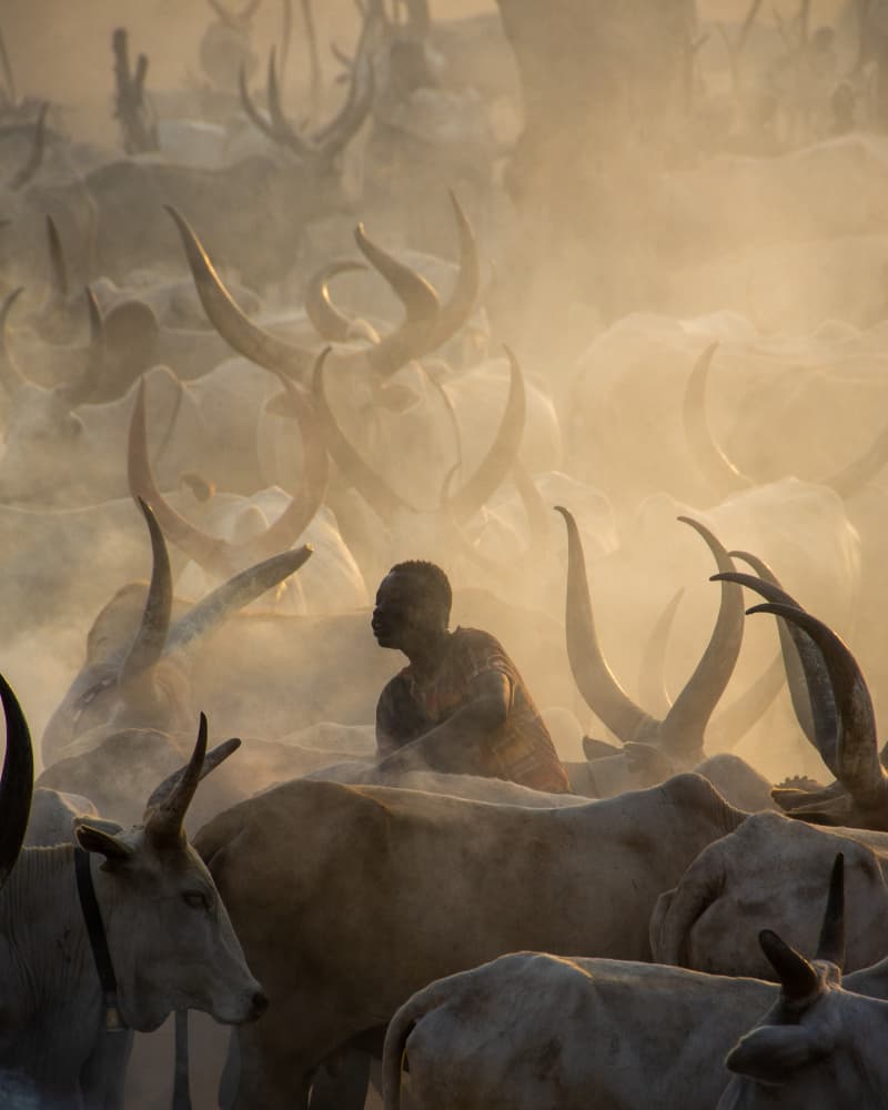 Watusi Cattle Golden Light by Max Vere-Hodge — canvas wall art