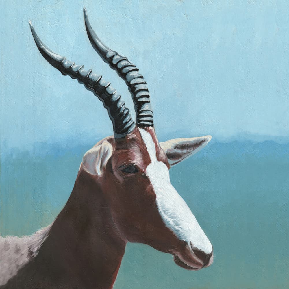 African Blesbok Portrait by Viccy Wanliss — canvas wall art