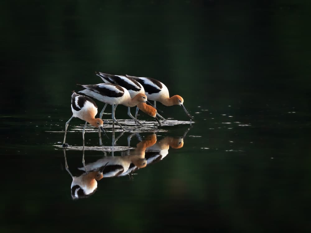 Elegant Avocets Reflecting by Ruiqing P. — canvas wall art