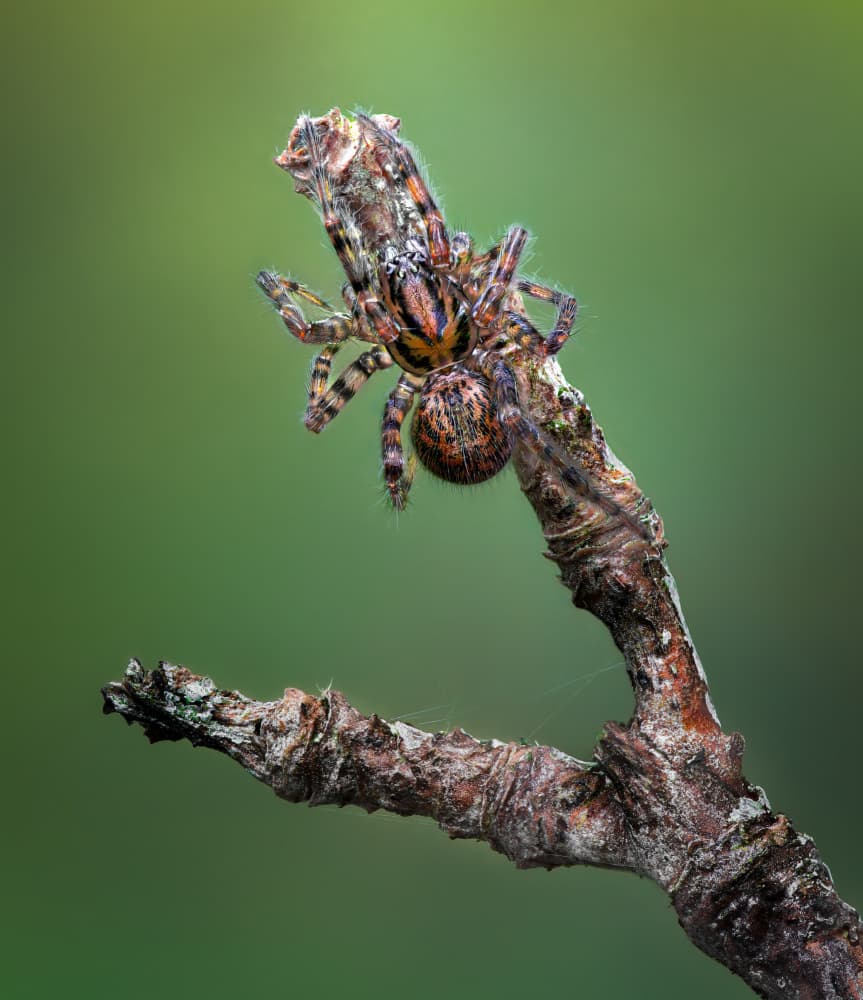 Striped Spider on Branch by Atul Saluja — canvas wall art